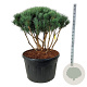 Pinus sylv. 'Watereri' 100-110 cm cont. 230L scherm