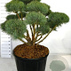 Pinus sylv. 'Watereri' 100-125 cm cont. 230L bonsai