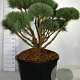 Pinus sylv. 'Watereri' 100-125 cm cont. 230L bonsai