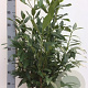 Prunus l. 'Herbergii' 80-100 cm met kluit