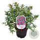 Rhododendron 'Blaue Donau' 20-25 cm 2,0L
