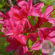 Rhododendron (Y) 'September Red' 30 cm 5,0L
