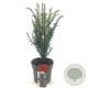 Taxus baccata 20-30 cm 2,0L