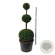 Taxus baccata 150-175 cm cont. 180L trio bol