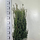 Taxus media 'Hillii' 120-140 cm met kluit extra