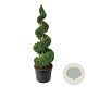 Thuja occ. 'Brabant' 175-200 cm cont. 130L spiraal