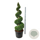 Thuja occ. 'Brabant' 175-200 cm cont. 130L spiraal