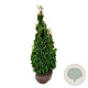 Thuja occ. 'Degroot's Spire' 120-140 cm met kluit extra