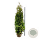 Thuja occ. 'Golden Brabant' 200-225 cm met kluit extra