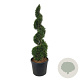 Thuja occ. 'Smaragd' 150-175 cm cont. 90L spiraal