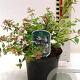 Abelia grandifl. 'Francis Mason' 25-30 cm 2,0L