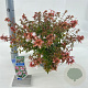 Abelia grandifl. 'Sherwood' 25-30 cm 3,0L