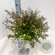 Abelia grandifl. 'Sherwood' 25-30 cm 3,0L