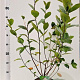 Aronia melanocarpa 100-125 cm 5,0L