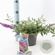 Buddleja Free Petite Dark Pink 20-25 cm 2,0L