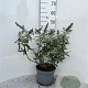 Buddleja 'White Ball' 30-40 cm 5,0L