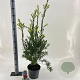 Callistemon rugulosus 40-50 cm 5,0L