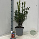 Callistemon vimin. Inferno 35-40 cm 5,0L