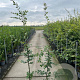 Carpinus betulus 150-175 cm 5,0L