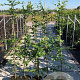 Carpinus betulus 175-200 cm 5,0L met stok