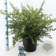 Ceanothus thyrsiflorus repens 40-50 cm 10L