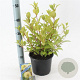 Cephalanthus occidentalis 30-40 cm 3,0L