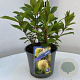 Cephalanthus occidentalis 30-40 cm 3,0L