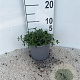 Cistus obtusifolius plantgoed 2,0L
