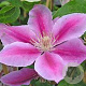 Clematis 'Bees Jubilee' 80 cm rozenpot 2L