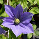 Clematis 'Fujimusume' 80 cm rozenpot 2L