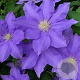 Clematis 'H.F. Young' 80 cm rozenpot 2L
