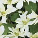 Clematis 'Jenny Keay' 80 cm rozenpot 2L