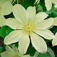 Clematis 'Moonlight' 80 cm rozenpot 2L