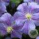 Clematis 'Perle d'Azur' 80 cm rozenpot 2L