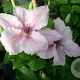 Clematis 'Pink Fantasy' 80 cm rozenpot 2L