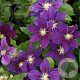 Clematis 'The Vagabond' 80 cm rozenpot 2L