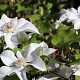 Clematis 'Valge Daam' 80 cm rozenpot 2L