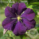 Clematis 'Violetta' 80 cm rozenpot 2L