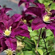 Clematis 'Warszawska Nike' 80 cm rozenpot 2L
