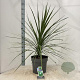 Cordyline aus. 'Atlantic Green' 70-80 cm 12L