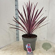 Cordyline 'Paso Doble' 70-80 cm 12L