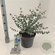 Eucalyptus gunnii Silverana 30-40 cm 5,0L