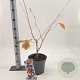 Hamamelis int. 'Jelena' 30-40 cm 5,0L