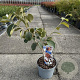 Hamamelis int. 'Jelena' 30-40 cm 5,0L