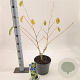 Hamamelis int. 'Pallida' 30-40 cm 5,0L