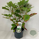 Hydrangea querc. 'Snowflake' 30-40 cm 3,0L