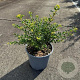 Ilex crenata 'Convexa' 30-40 cm 3,0L