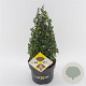 Ilex crenata Dark Green 25-30 cm 3,0L kegel potgekweekt