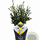 Ilex crenata Dark Green 30-40 cm 3,0L struik potgekweekt