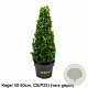 Ilex crenata Dark Green 40-50 cm 5,0L kegel versgepot
